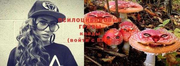 шишки Абаза