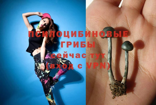 шишки Абаза